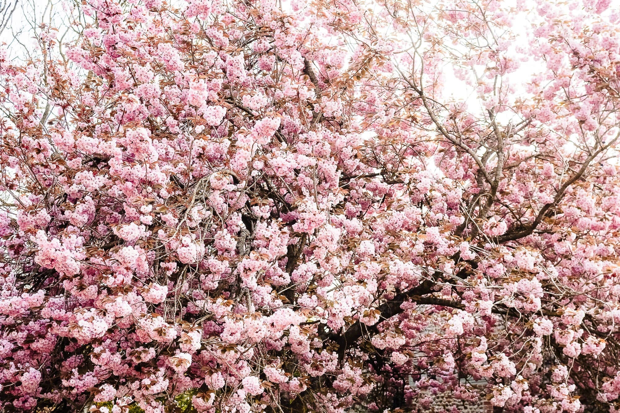Abundant pink flowering tree in full bloom, branches laden with blossoms. — Wedding at Manor Mews, Norfolk
